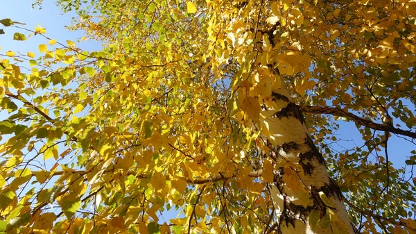 Betulla con foglie d'oro in autunno. Giornata di sole — Foto Stock