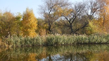 Orman ve nehir manzara. Altın Sonbahar