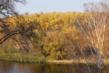 Güneşli bir nehrin yanında sarı sonbahar orman