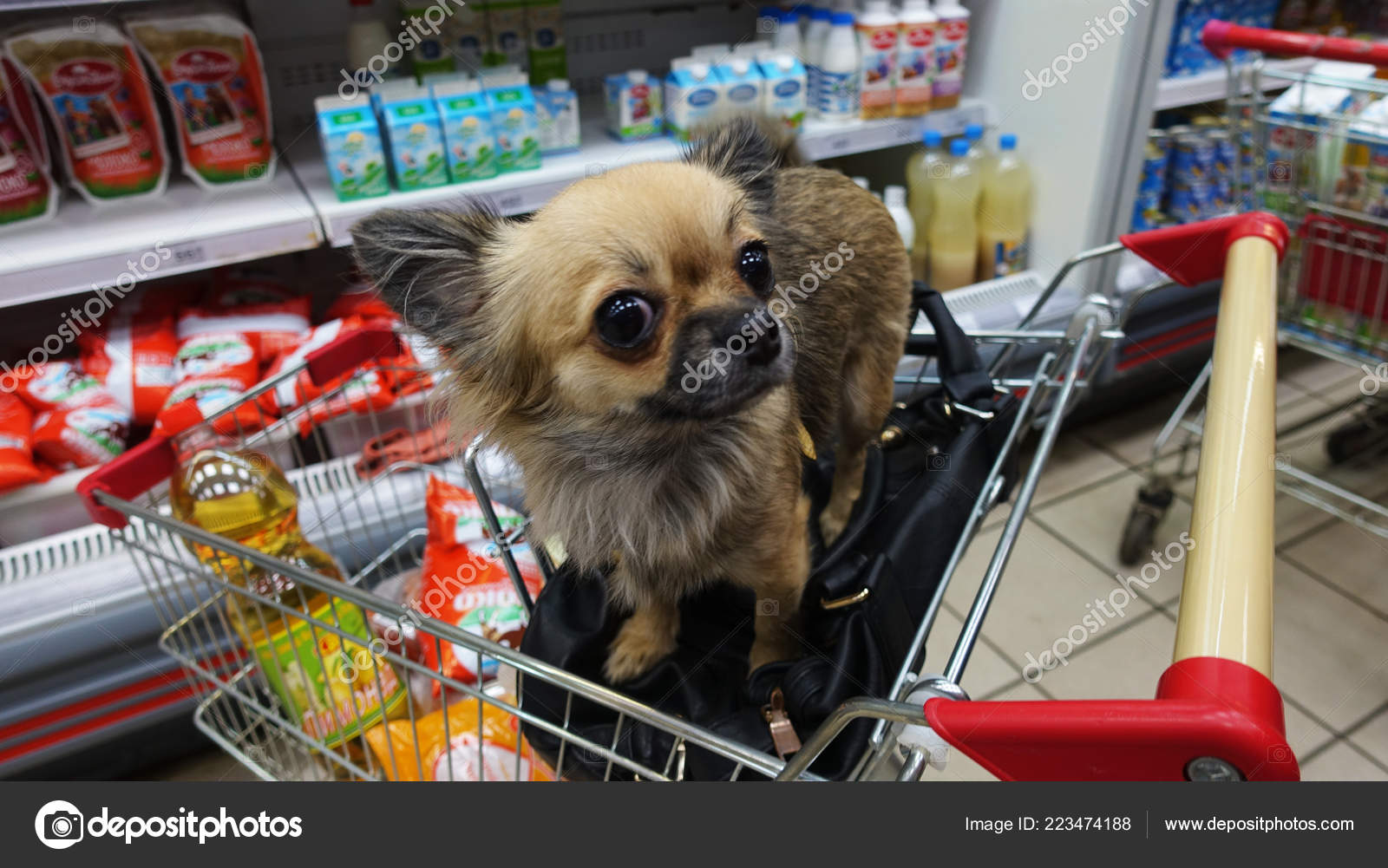 Are Dogs Allowed In Shopping Carts
