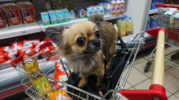 Маленький собака сидить у візку в супермаркеті — стокове фото