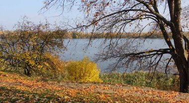 Ağaçlar, yere sonbaharda nehir kenarında kapsayan yaprak düşer
