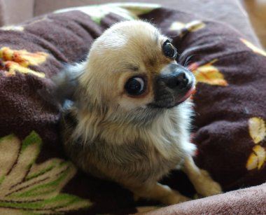 Küçük köpek chihuahua yastık üzerinde oturan