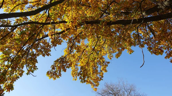 Желтые листья на дубовых ветвях против неба осенью — стоковое фото