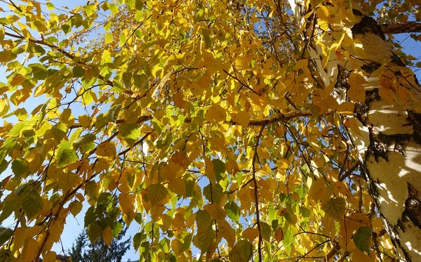 Березовые ветви с жёлтыми листьями — стоковое фото