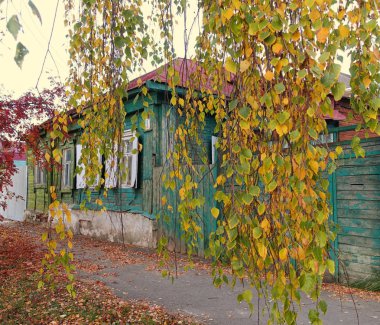Eski Rus Ahşap ev, sonbahar huş ağacı dalları görünür
