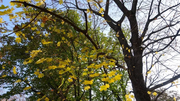 Yellow leaves of a maple on a tree in the park — Stock Photo, Image