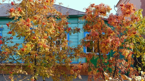 Casa de madeira russa velha com árvores de outono rowan na rua da cidade de Tambov , — Fotografia de Stock