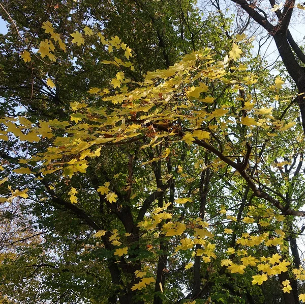 Árboles de otoño en un día soleado . — Foto de Stock