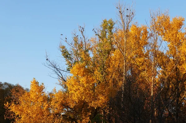 Corone di albero giallo con uccelli — Foto Stock