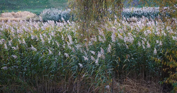 Ανθισμένο κλαδί reed και ιτιάς — Φωτογραφία Αρχείου