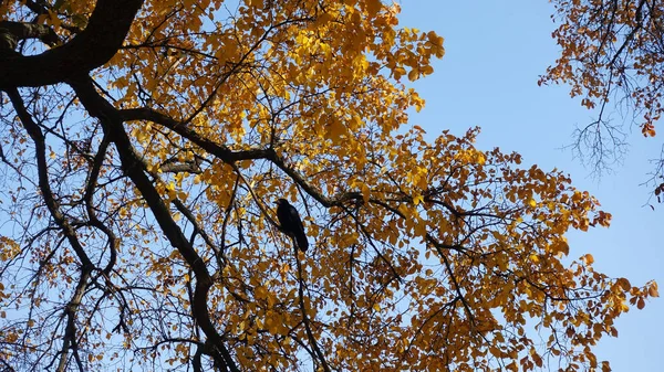 Ворона сидит на ветке осеннего дерева — стоковое фото