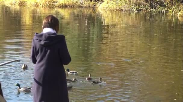 Menina de pé em uma ponte de madeira, observando patos selvagens na água — Vídeo de Stock