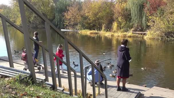 La gente en el paseo marítimo alimenta a los patos salvajes en un cálido día de otoño. . — Vídeos de Stock