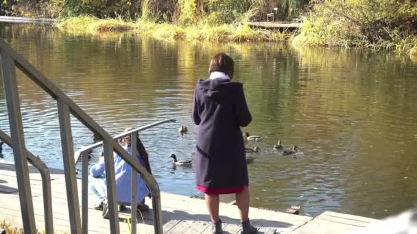Люди на березі річки годують качок в осінній день — стокове відео