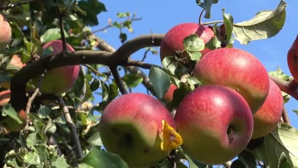 Closeup μήλα πάνω σε δέντρο — Αρχείο Βίντεο
