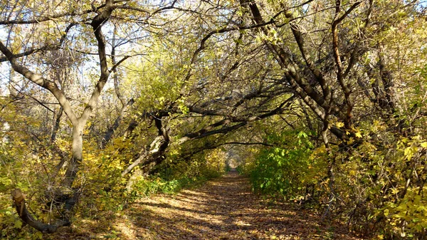 Fußweg Herbstlichen Wald Mit Laub Bedeckt Sonniger Tag — Stockfoto