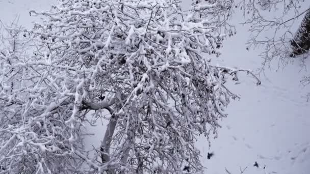 Flock Birds Winter Flies Snow Covered Tree Sits Branches View — Stock Video