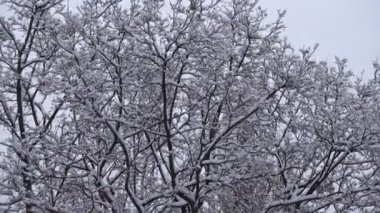 Kış günü. Uzun boylu ağaçlar kar ile kaplı üst kısımları rüzgar sallıyor. Yakınlaştır