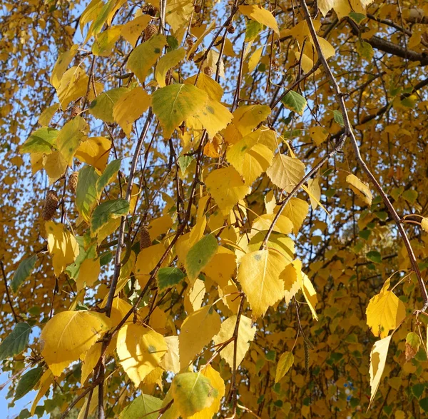 Foglie Betulla Giallo Autunno Vicino — Foto Stock