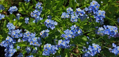 Güneş tarafından yaktı güzel Forget-Me-nots