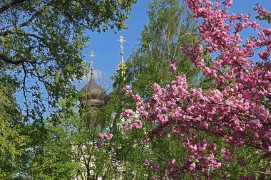 Spring çiçekli sırasında Kiev ıoninsky Manastırı kubbeleri görünümü