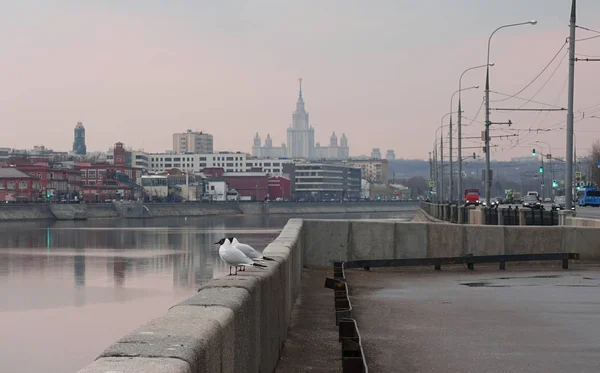 Gaivotas sentadas no parapeito no dique do rio Moscou — Fotografia de Stock