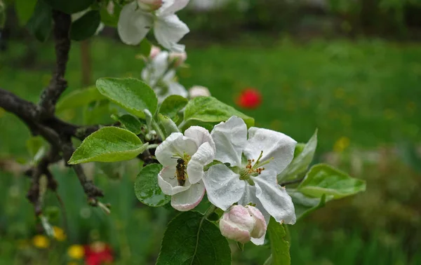 Flores de maçã depois da chuva, close-up — Fotografia de Stock