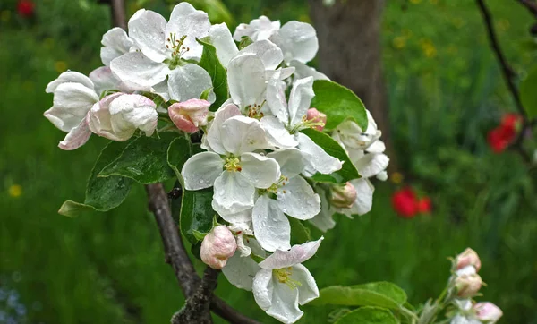 Blommande blommor av äpple mot bakgrund av grönt — Stockfoto