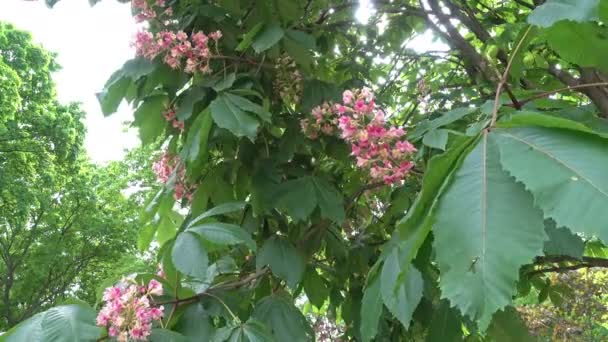 Les branches de châtaignier rouge avec des fleurs au printemps — Video