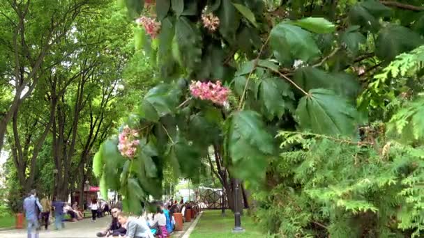 キエフのシェフチェンコ公園のピンクの栗 — ストック動画