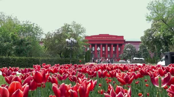 Rudé tulipány v Kyjevě na jaře v Ševčenkově parku. — Stock video