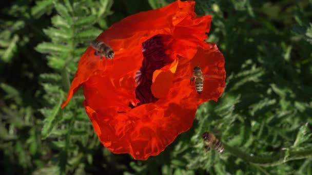 Las abejas vuelan a una gran flor de amapola para el polen — Vídeos de Stock