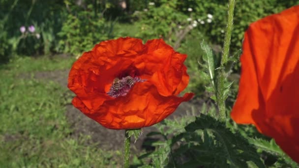 Twee bijen die in een Poppy bloem zitten verzamelen stuifmeel — Stockvideo