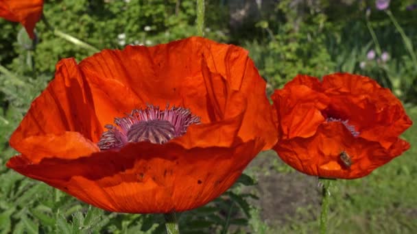 Bees Hover Blooming Red Poppies Collecting Pollen Close — Stock Video