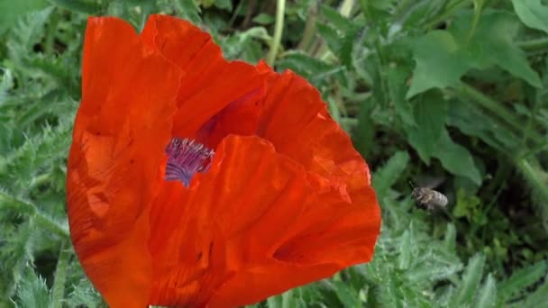 Bees Fly Red Poppy Collecting Pollen Close — Stock Video