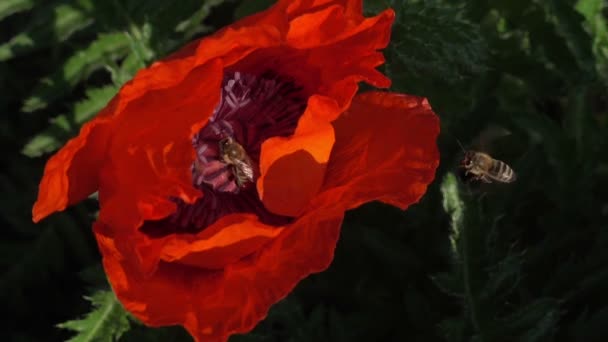 蜜蜂成群结队地在红罂粟中收集花粉 — 图库视频影像