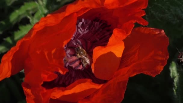Scena Pszczołami Czerwonym Kwiatem Maku Zbliżenie — Wideo stockowe