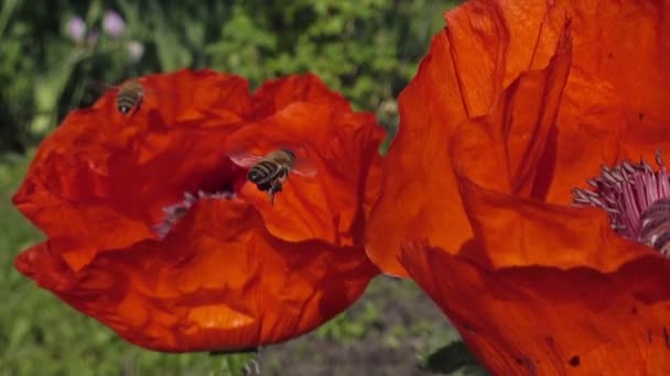 Bees Bustling Red Poppy Flowers — Stock Video