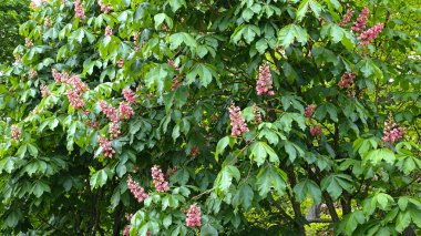 Çiçekli zamanda ilkbaharda kestane ağacı