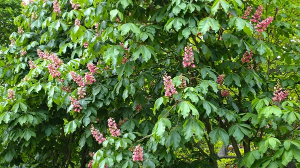 Çiçekli zamanda ilkbaharda kestane ağacı