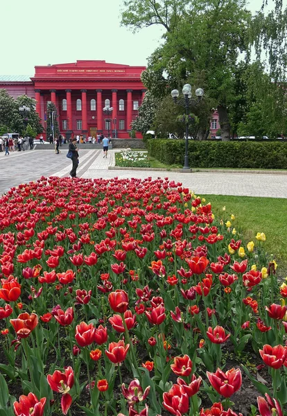 在基辅舍甫琴科大学附近的郁金香花坛 — 图库照片