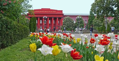 Shevchenko Üniversitesi yakınlarındaki bahar laleleri