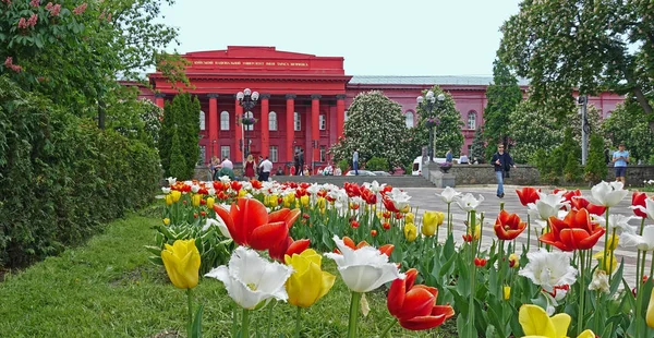 Tavaszi tulipánok a Shevchenko Egyetem közelében — Stock Fotó