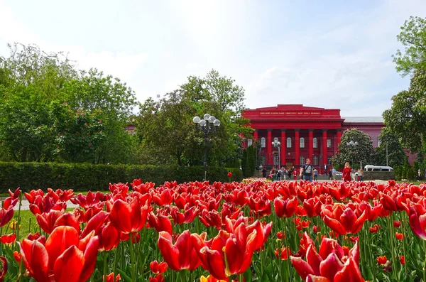 Tulipes rouges sur le fond de la façade de l'Université Kiev Chevtchenko — Photo