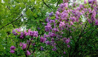 Gün batımı ışığında Leylak çalısı