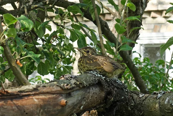 Bebé polluelos zorzal sentado en un árbol — Foto de Stock