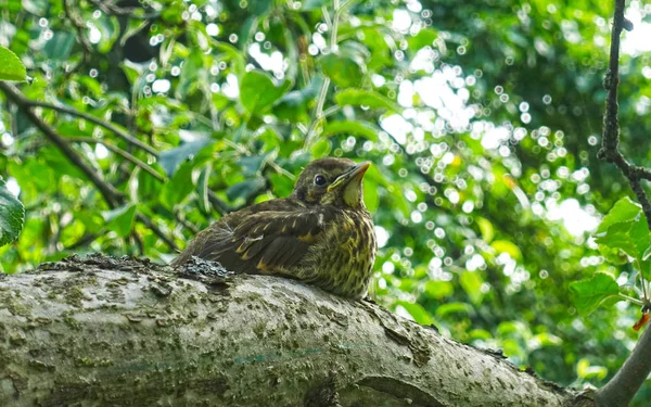 Un pájaro joven el mirlo se sienta en un árbol — Foto de Stock