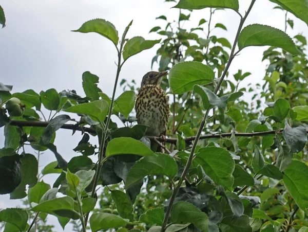 Zorzal se sienta en un árbol entre las hojas — Foto de Stock