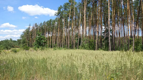 Veld en dennenbos op een zomerdag — Stockfoto